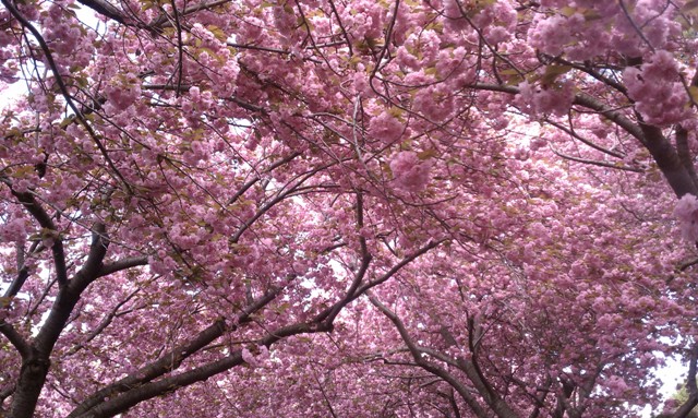 beautiful Cherry Blossoms