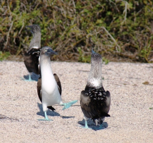 Blue Footed Boobies doing a mating dance