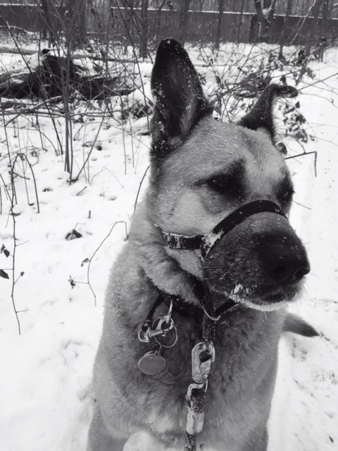 Doggie Snow Day 1-27-15