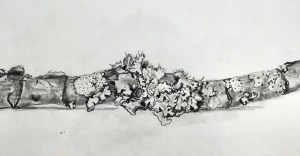 branch with lichen