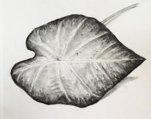 caladium leaf