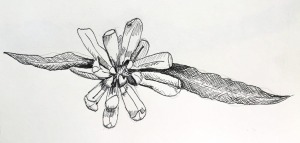 flower pen and ink