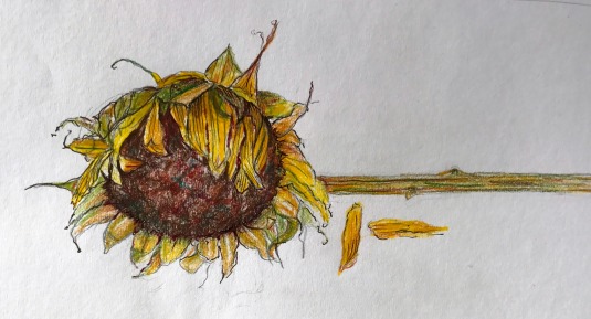 sunflower-past-its-prime